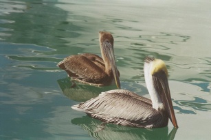 Pelicans at Coconut Grove Florida waterfront